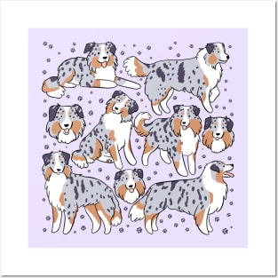 Miniature american shepherd dog illustration Posters and Art